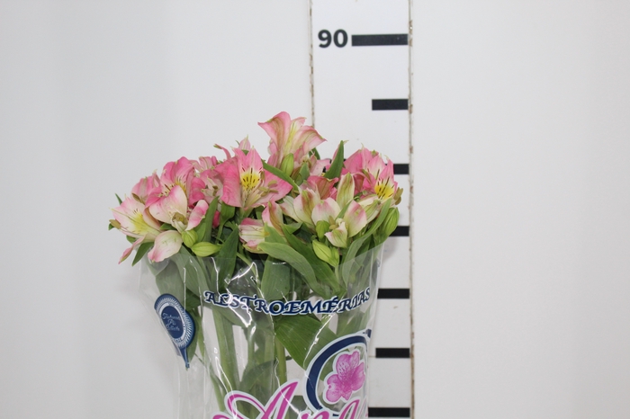 <h4>ALSTROEMERIA MODENA 080 CM</h4>