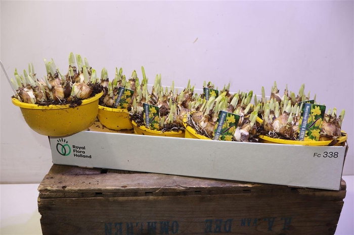 <h4>arr8 Narc O Tete A Tete</h4>