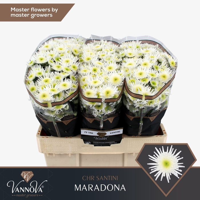 <h4>Chrysanthemum SA 'Maradona'</h4>