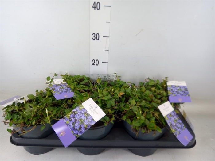 <h4>Vinca minor</h4>