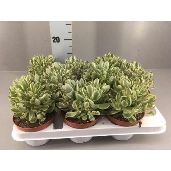 <h4>Crassula swaziensis variegata</h4>