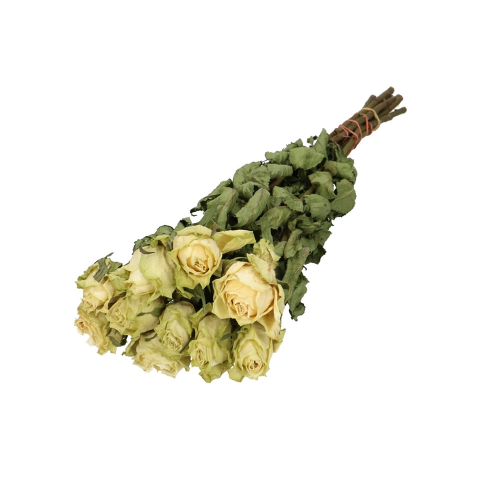 <h4>Dried flowers Rose 50cm x10</h4>