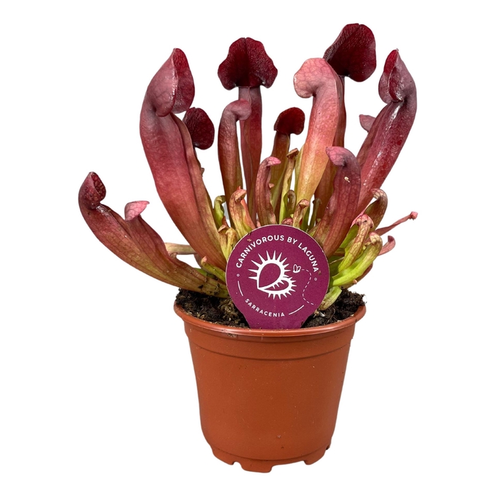 <h4>Sarracenia</h4>