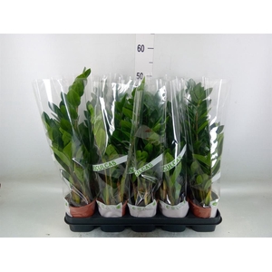 Zamioculcas zamiifolia