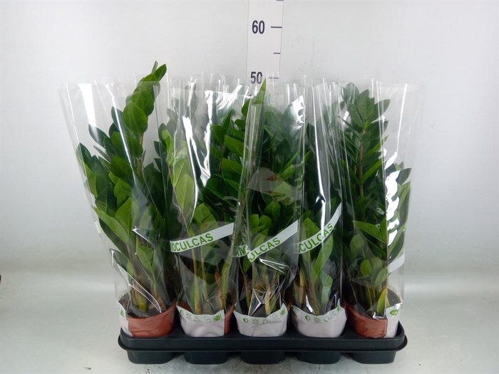 <h4>Zamioculcas zamiifolia</h4>