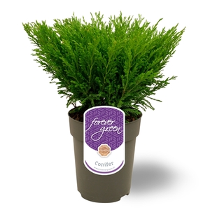 Juniperus horizontalis 'Andorra Compact' P15