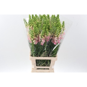 Antir Poto Apple Blossom