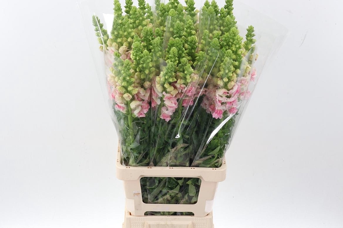 <h4>Antir Poto Apple Blossom</h4>