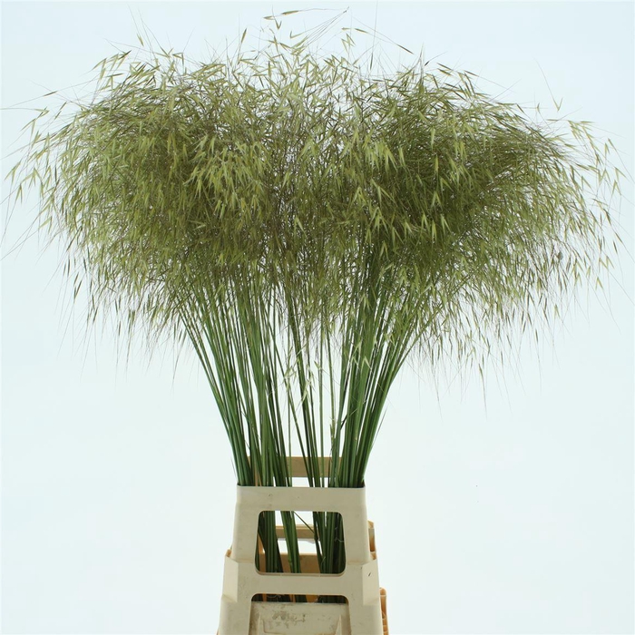 <h4>Stipa gigantea</h4>