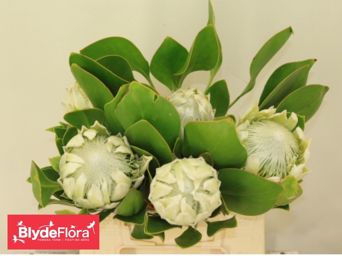 <h4>PROTEA CY AYOBA A IC</h4>