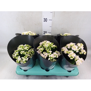 Kalanchoe blos. 'Supernova'