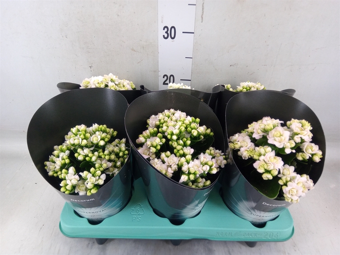 <h4>Kalanchoe blos. 'Supernova'</h4>