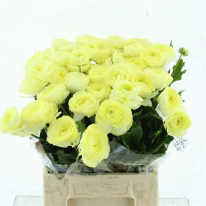 Ran Nat Moderna Limoncello