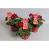 Pelargonium Calliope M Dark Red