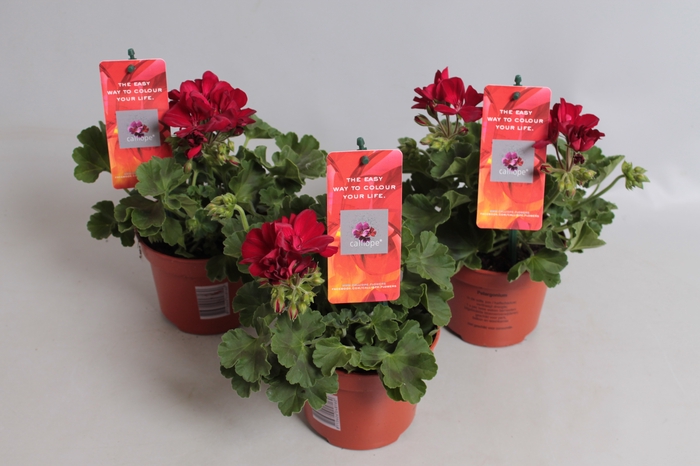 Pelargonium Calliope M Dark Red