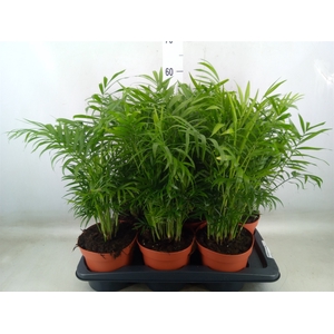 Chamaedorea elegans