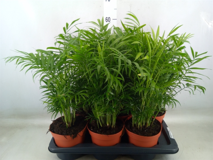 <h4>Chamaedorea elegans</h4>