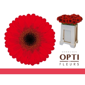 Germini Nirvana Water