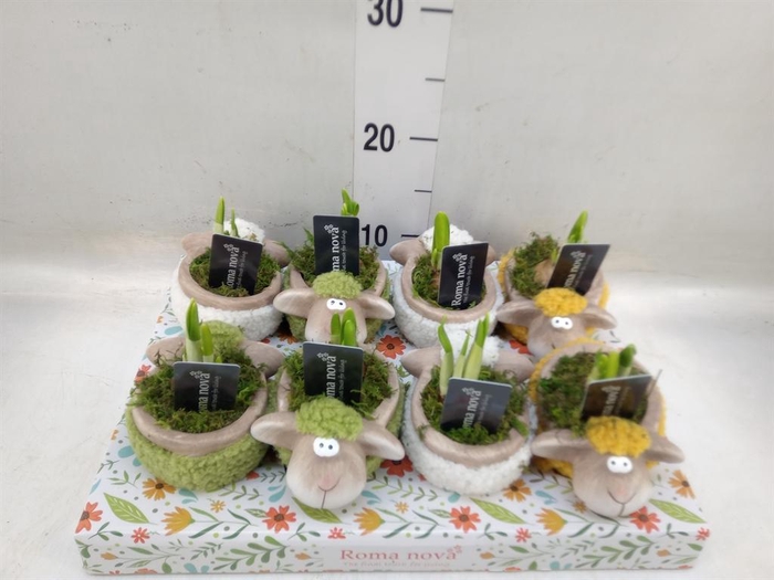 <h4>Arr.  Narcissus</h4>