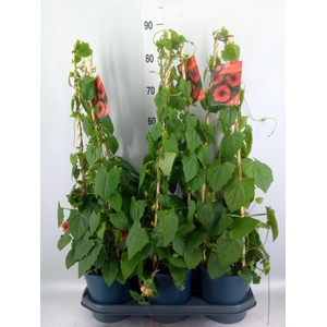 Thunbergia alata 'Brownie'