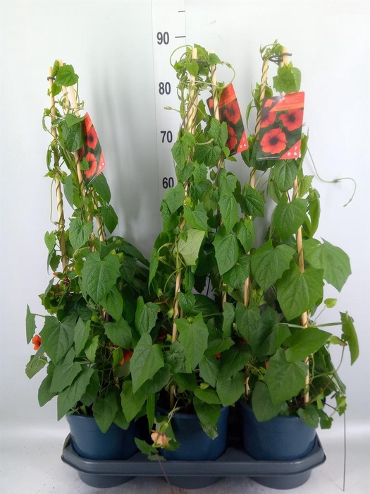 <h4>Thunbergia alata 'Brownie'</h4>