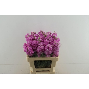 Matth Iron Pink