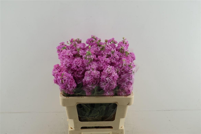 <h4>Matth Iron Pink</h4>