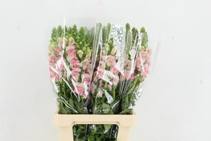 <h4>ANTIR POTOMAC APPLE BLOSSEM</h4>