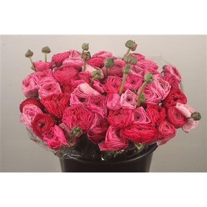 Ran.. Su Spotlight Extra