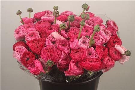 Ran.. Su Spotlight Extra