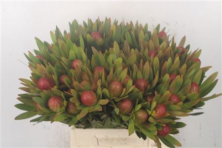 <h4>Leucad Ayoba Sky Ex Nut</h4>