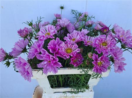 <h4>COSMOS BIPINNATUS</h4>