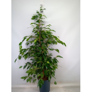 Ficus benja. 'Exotica'