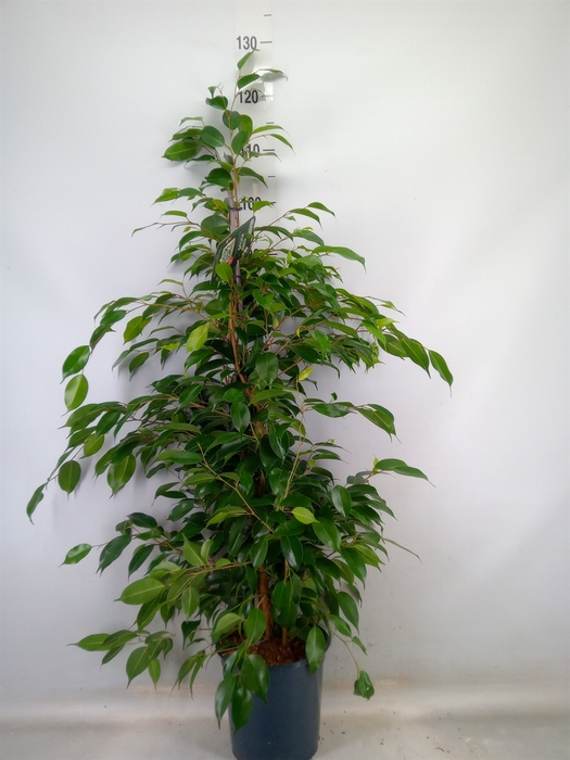 <h4>Ficus benja. 'Exotica'</h4>