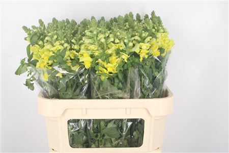<h4>Antirrhinum Nl. Yellow Legend</h4>