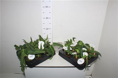 <h4>Anthu Waroc</h4>