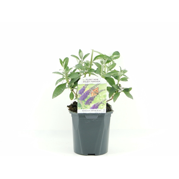 <h4>Buddleja dav. Empire Blue</h4>
