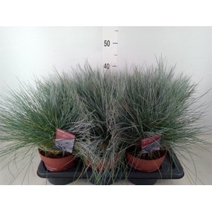 Festuca glauca 'Intens Blue'