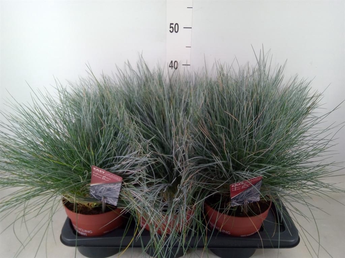 <h4>Festuca glauca 'Intens Blue'</h4>