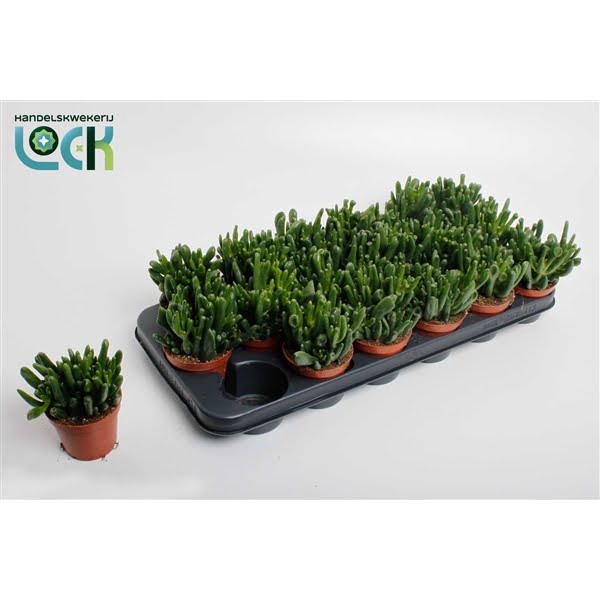 <h4>Crassula Horn Tree</h4>