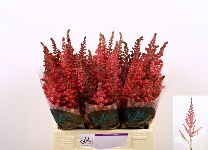<h4>Astilbe Visions Pink Marginpar</h4>