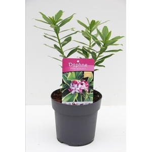 Daphne od. 'Rogalski'® P13