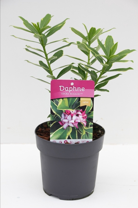 <h4>Daphne od. 'Rogalski'® P13</h4>