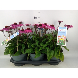 Echinacea  'Sombrero Rose'