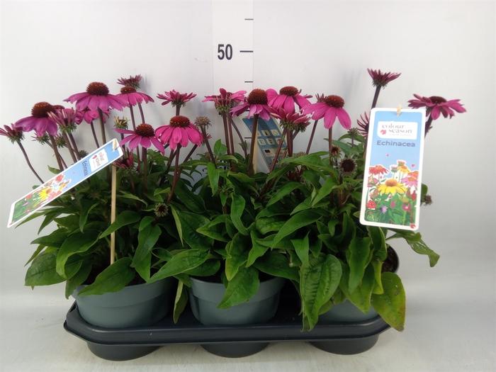 <h4>Echinacea  'Sombrero Rose'</h4>