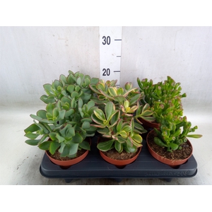 Crassula   ...mix
