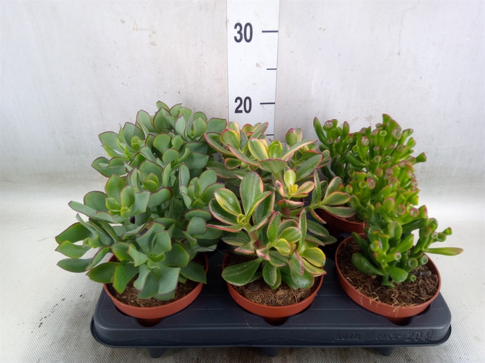 <h4>Crassula   ...mix</h4>