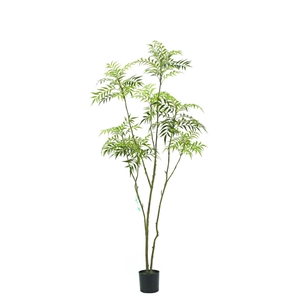 Mahonia forunei tree 210cm KD