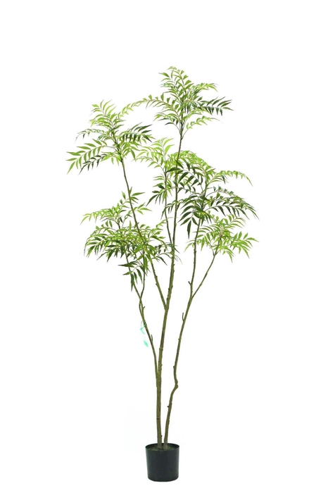 <h4>Mahonia forunei tree 210cm KD</h4>