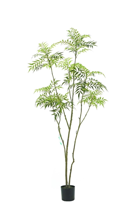 <h4>Mahonia forunei tree 210cm KD</h4>